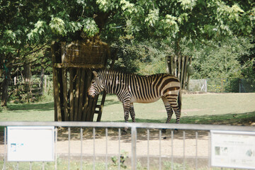 zebra in zoo