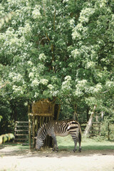 zebra in zoo