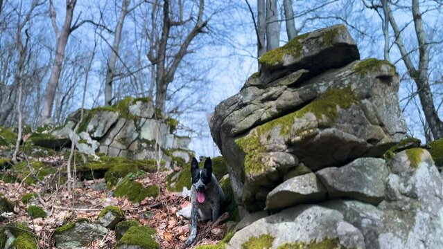 rocks on top of a mountain covered with green moho, oak trees grow, a dog walks in the fresh air in the Carpathian mountains