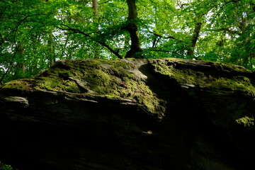 massive mossy rock with trees behind