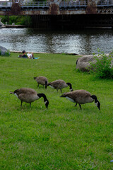 Ducks on the Grass