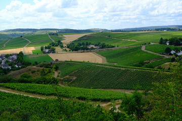 Fototapeta na wymiar vineyard in region country, bad munster, rheinland pfalz