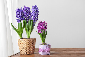 Fresh hyacinths in pots on wooden table near light wall
