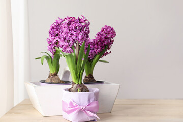 Fresh pink hyacinths in pots on wooden table near light wall