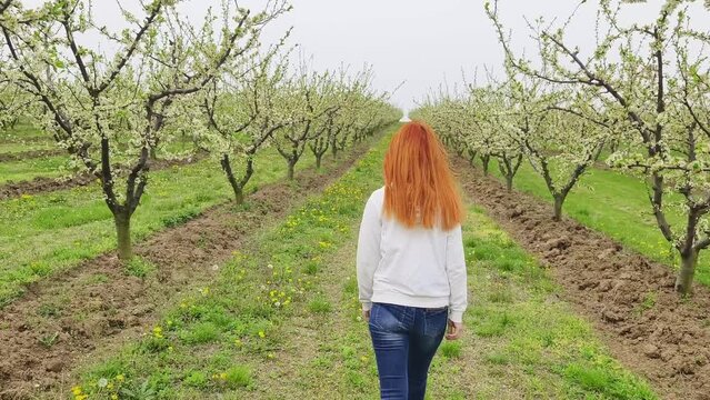 Woman enjoy walking at blooming fruit trees plantation in spring