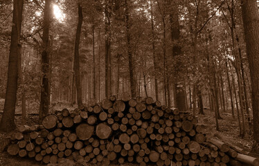 forest on top of heidelberg forest with the log stack in front in sepia