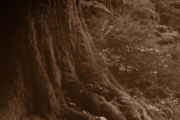 tree base with a new small plant in sepia