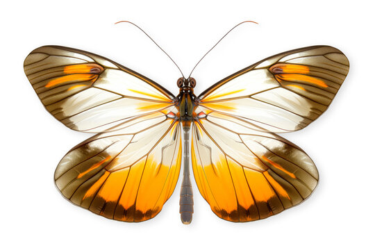 Beautiful Glasswing Yellow butterfly isolated on a white background with clipping path