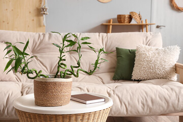 Bamboo stems on coffee table and white sofa in light living room