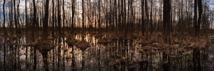 spring swampy forest with flooded bare trees, hummocks and grass in the evening light. widescreen panoramic side view. format 15x5