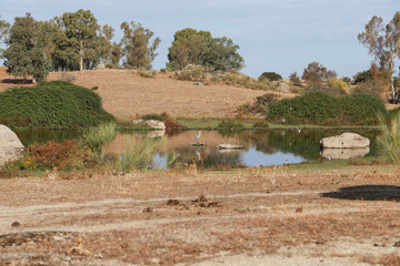 Stork Wetland in Caceres, Extremadura Region, Spain