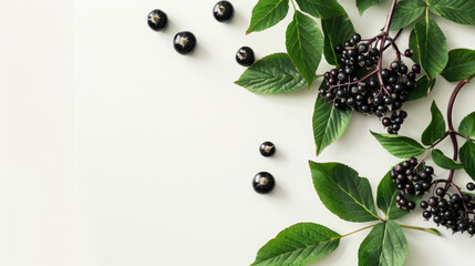 Dark elderberries and lush leaves on a pristine white background, casting soft shadows.