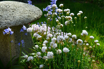White Armeria maritima and blue bell flowers blooming in a garden