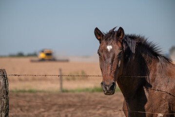 Cabeza de caballo en campo tras alambrado con máquina desenfocada de fondo, enfoque selectivo