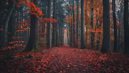 Foto op Plexiglas A forest path is covered in red leaves © Aliaksandr Siamko