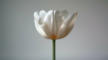 Simplicity in Nature: Solo Tulip Blossom, generative ai