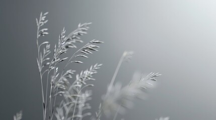 A close up of a bunch of dry grass with a grey background