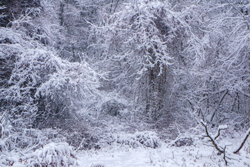 snow covered trees