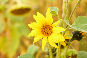 Beautiful sunflower flower blooming in a sunflower field. Yellow petals, green stems and leaves. Organic farm and agricultural product concept.
