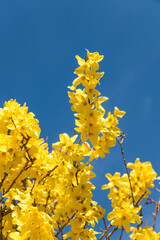 forsythia branches yellow blooming and blue sky.