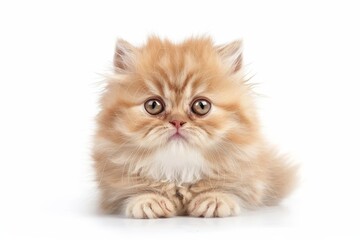 Fototapeta na wymiar Persian kitten on white background