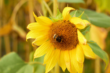 Beautiful sunflower flower blooming in a sunflower field. A bumblebee pollinates a blooming...