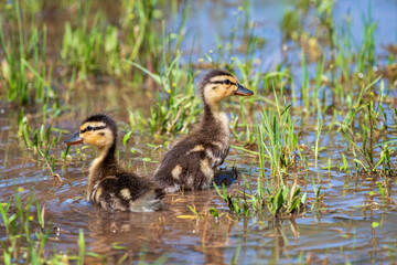 Mallard Ducklings Swimming and Standing