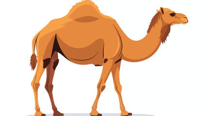 Illustration of a camel on white background flat ca
