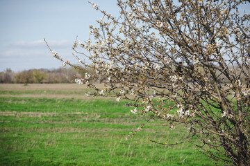 spring time, awakening spring fruit tree, tree in blossom.