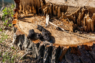 Dog feces, excrement dog on the tree stump, dog poop. Dog shit on wood.