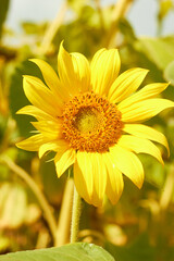 Beautiful sunflower flower blooming in a sunflower field. Yellow petals, green stems and leaves. Organic farm and agricultural product concept.
