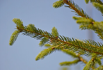 spruce branch, with small green needles, against the background of the blue sky in the rays of the sun at sunset. beauty in nature. evergreen coniferous plant