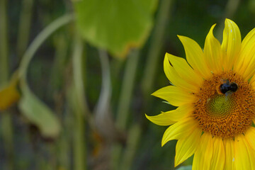 Beautiful sunflower flower blooming in a sunflower field. Yellow petals, green stems and leaves. Organic farm and agricultural product concept.
