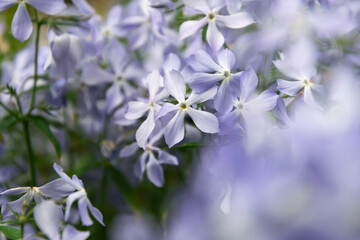 Blue fragrant matthiola flowers in the garden	