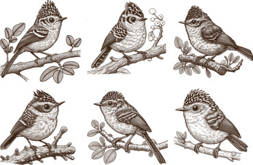 bird hand drawn Linear sketch art and engraved art