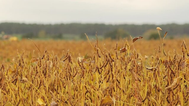 Field of ripe soybeans ready for harvesting. Mature plants with golden and dry pods indicating ripeness. Blurred background of trees and wooded area. Sunny and warm weather.