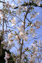 都心散歩　浜離宮恩賜公園　５分咲きの桜