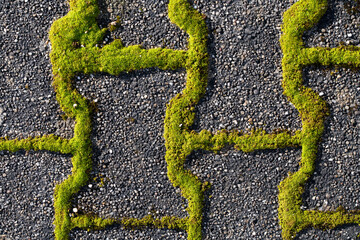 Close-up and background of old cobblestones with moss growing between them. The shapes of the...