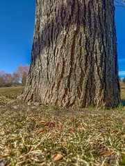 Closeup shows tree trunk at ground level with new spring grass growing. The tree background shows...