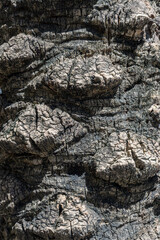 Palm tree bark
