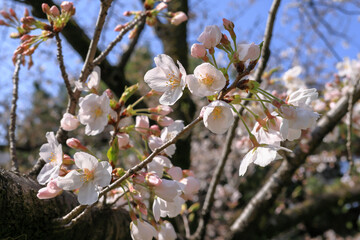 都心散歩　浜離宮恩賜公園　５分咲きの桜