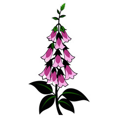 Enchanting Beauty of Foxglove Flowers A Guide to Cultivation and Care