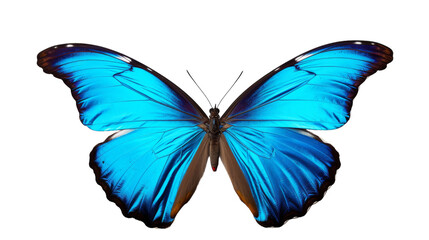 A vibrant blue butterfly gracefully flutters through the air
