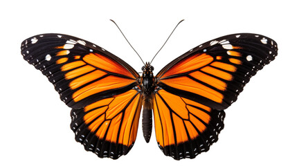 A close up of a vibrant butterfly perched delicately on a pristine white background