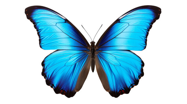 A majestic blue butterfly with intricate black wings delicately rests on a pristine white background