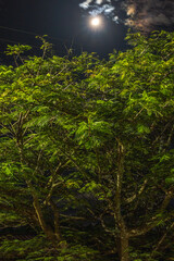 árvore e lua à noite no distrito de Conselheiro Mata, na cidade de Diamantina, Estado de Minas...