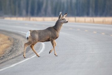 Mule deer is crossing the road in spring close to the forest.