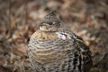 Ruffed grouse is resting in spring wood among trees.