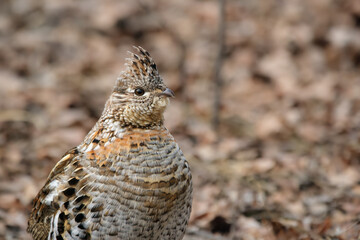 Female ruffed grouse in the spring forest among dry grasses.