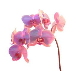 Fototapeta premium A pink flower in a vase